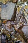 Nerodia sipedon sipedon (Northern Water Snake) — photo by David Kramer 001