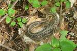 Thamnophis sirtalis sirtalis (Common Garter Snake) i by Gerry Hertel