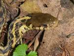 Thamnophis sirtalis sirtalis (Common Garter Snake) ii by Nur Ritter
