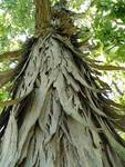 Shagbark Hickory - shaggy bark, Gordon Natural Area by Greg Turner