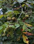 Shagbark Hickory - leaves and fruits, Gordon Natural Area by Greg Turner