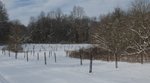 Winter in the Gordon Natural Area (17)