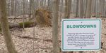 New Sign in the Gordon Natural Area: Blowdowns (2) by Gerard Hertel